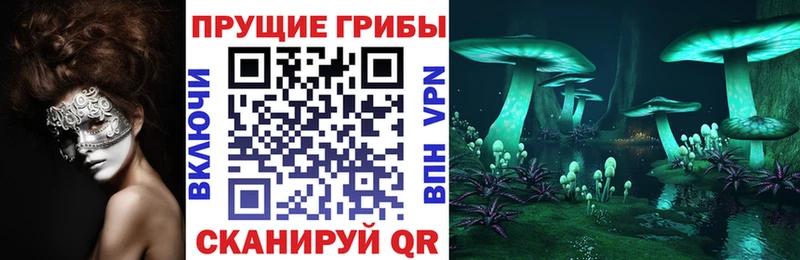 наркотики  Междуреченск  Псилоцибиновые грибы Cubensis 